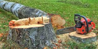 Best Lot and Land Clearing  in Town N Country, FL