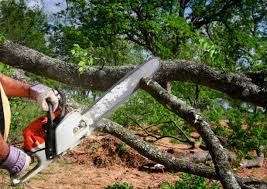 Best Firewood Processing and Delivery  in Town N Country, FL