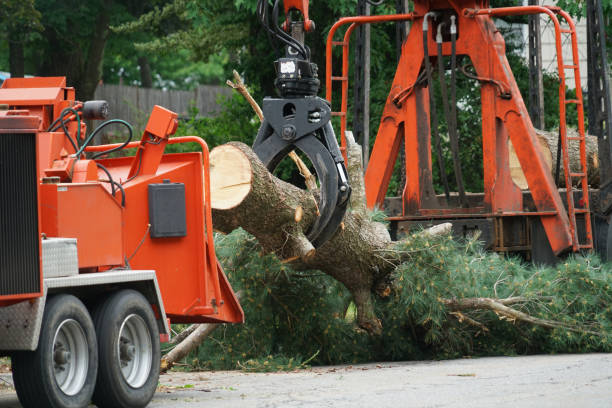 Best Lawn Watering Services  in Town N Country, FL