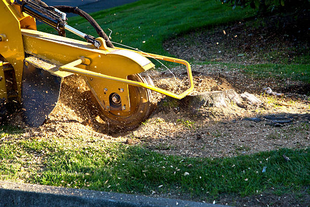 Professional Tree Removal in Town N Country, FL