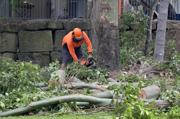 Best Tree Removal  in Town N Country, FL